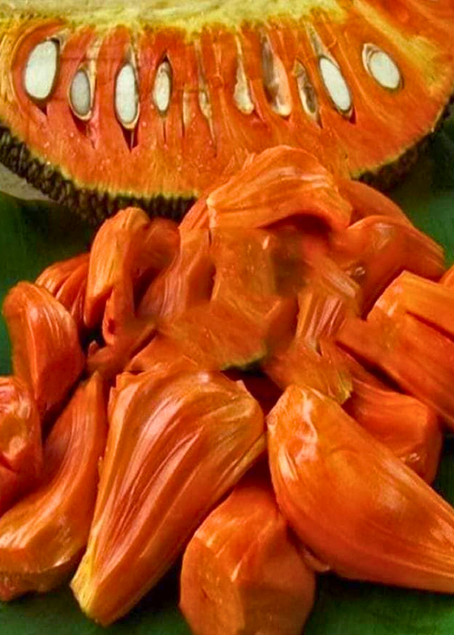 Jackfruit 'Borneo'  (Artocarpus heterophyllus)