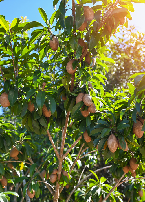Sapodilla, Seedling (Manilkara zapota)
