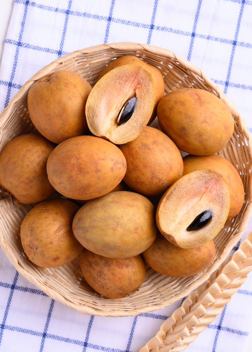 Sapodilla, Seedling (Manilkara zapota)