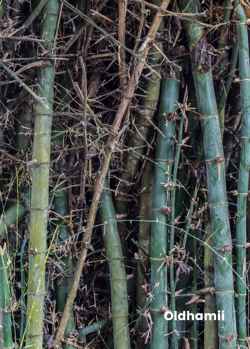 Edible Bamboo Bundle: 'Asper', 'Black Asper' & 'Oldhamii'