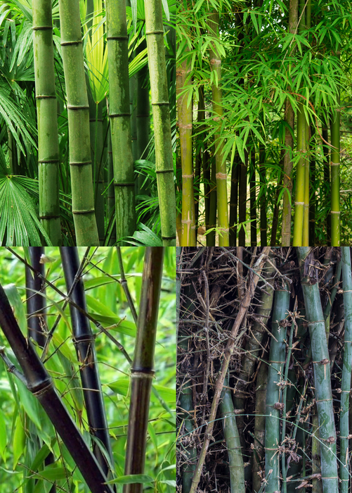 Edible Bamboo Bundle: 'Asper', 'Black Asper' & 'Oldhamii'