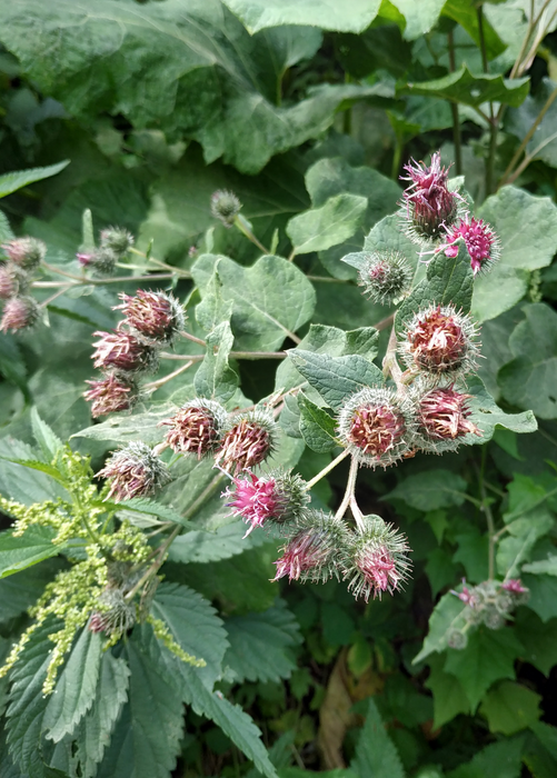 Burdock (Arctium minus)
