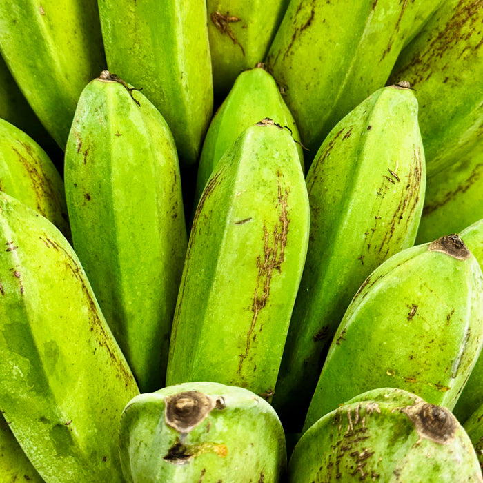 Burro Banana (Orinoco Banana)