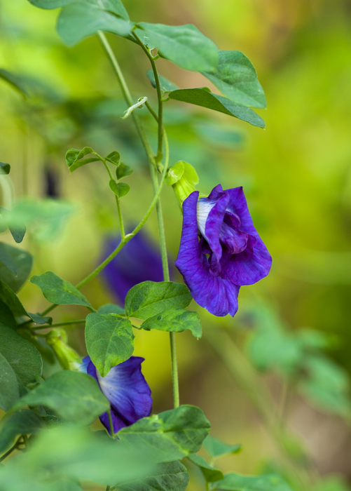 Butterfly Pea (Clitoria ternatea)