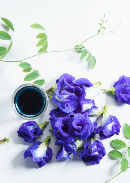 Butterfly Pea (Clitoria ternatea)