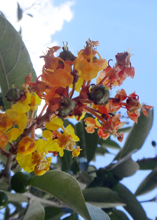 Nance (Byrsonima crassifolia)