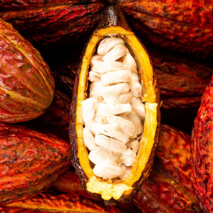 Cacao Pod (Chocolate Fruit)