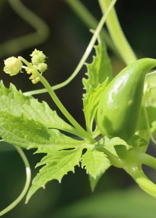 Caigua (Cyclanthera pedata)
