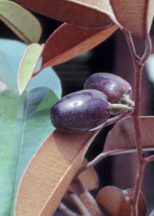 Caimitito, Satin Leaf (Chrysophyllum oliviforme)