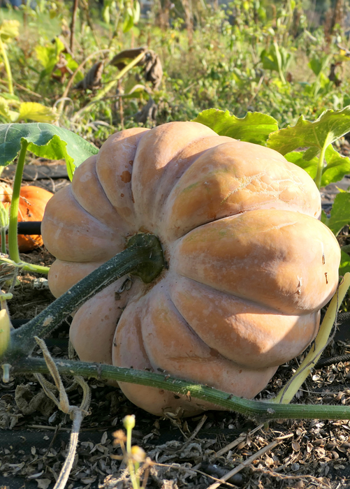 Calabaza (Cucurbita moschata)