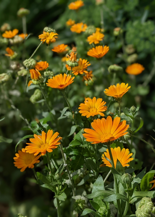 Calendula (Calendula officinalis)