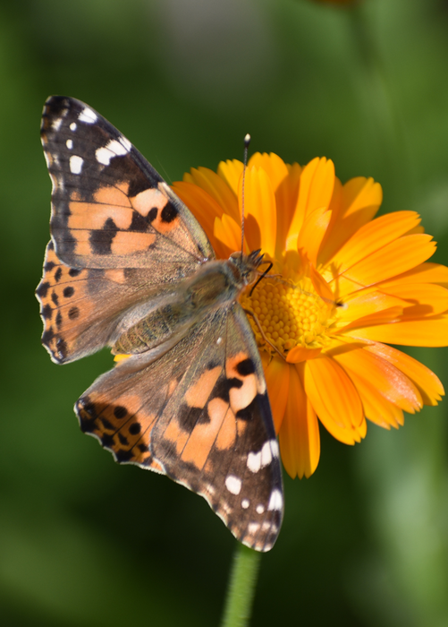 Calendula (Calendula officinalis)