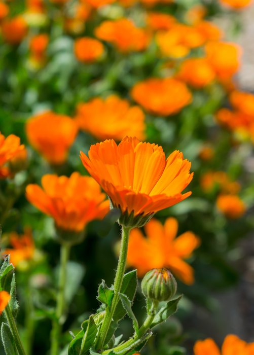 Calendula (Calendula officinalis)
