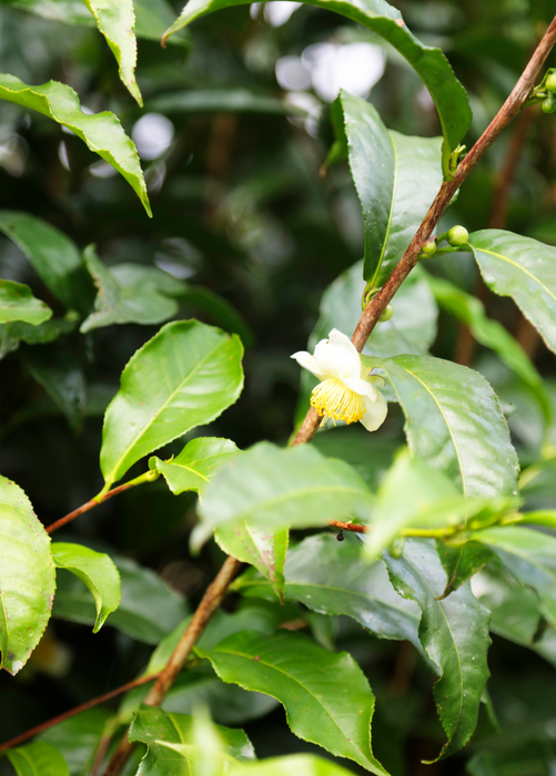 Green Tea (Camellia sinensis)