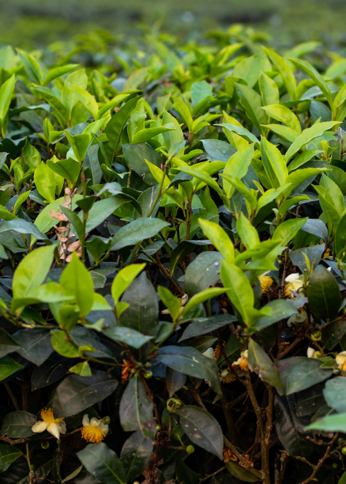 Green Tea (Camellia sinensis)