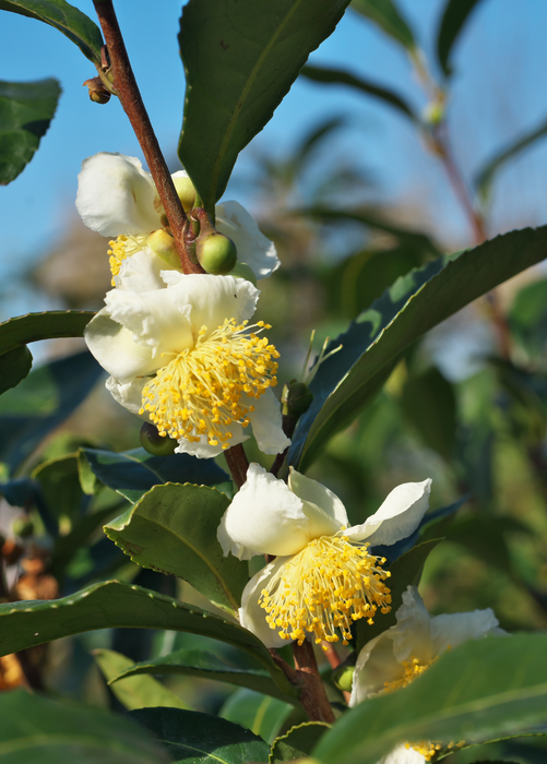 Green Tea (Camellia sinensis)