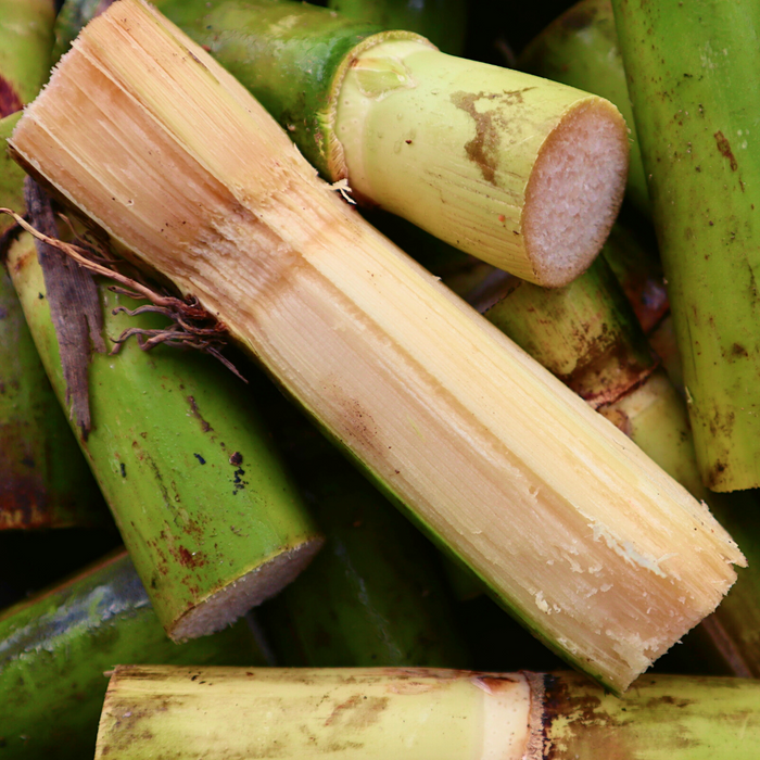 Sugar Cane