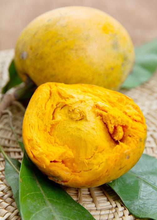 Canistel 'Trompo' (Pouteria campechiana)