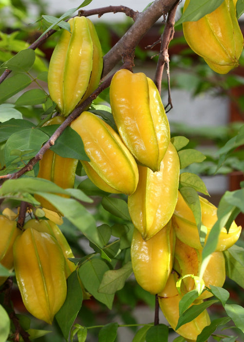 Star Fruit 'Fwang Tung' (Averrhoa carambola)