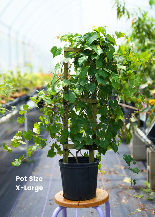 Grape 'Carlos' (Vitis rotundifolia 'Carlos')