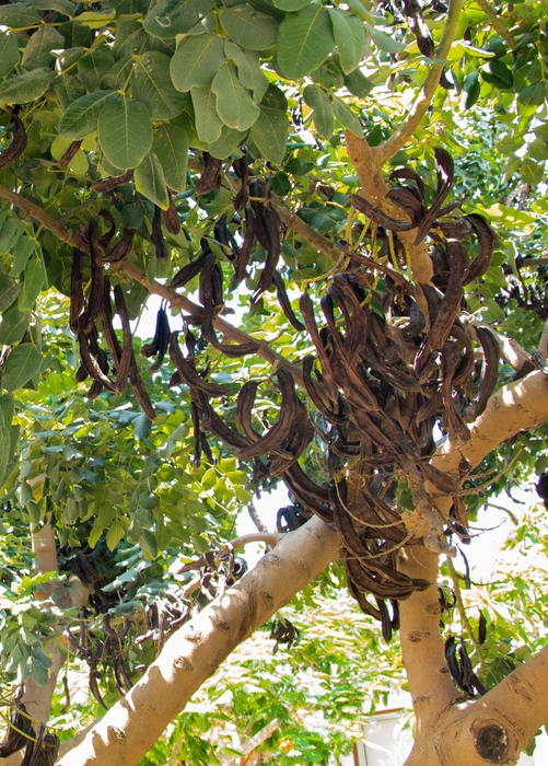 Carob (Ceratonia siliqua)