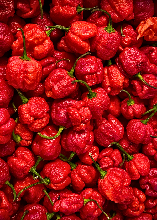 Carolina Reaper (Capsicum chinense)