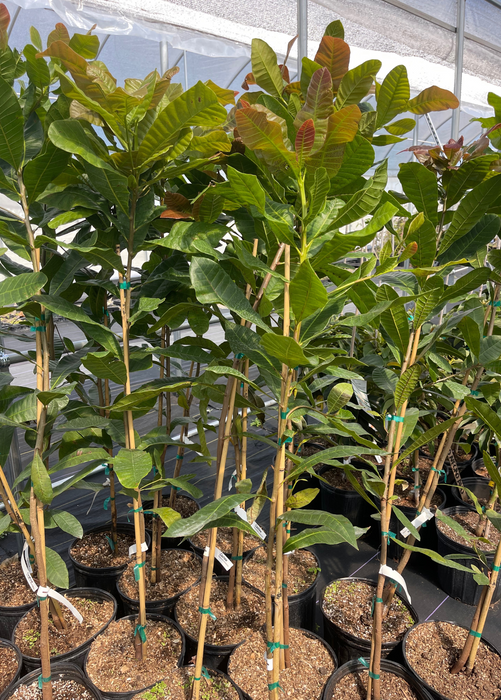 Cashew, Red (Anacardium occidentale)