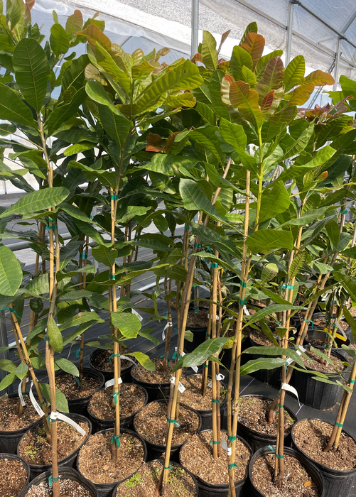 Cashew, Red (Anacardium occidentale)