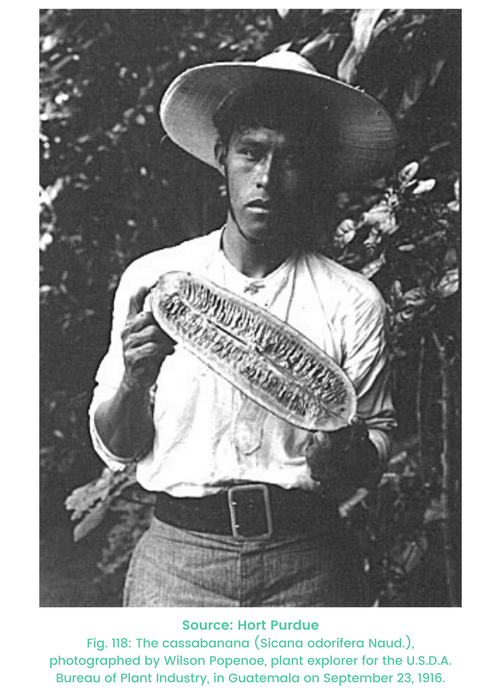 Cassabanana (Sicana odorifera)