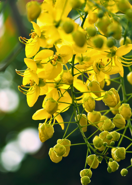 Cassia Cinnamon (Cinnamomum cassia)