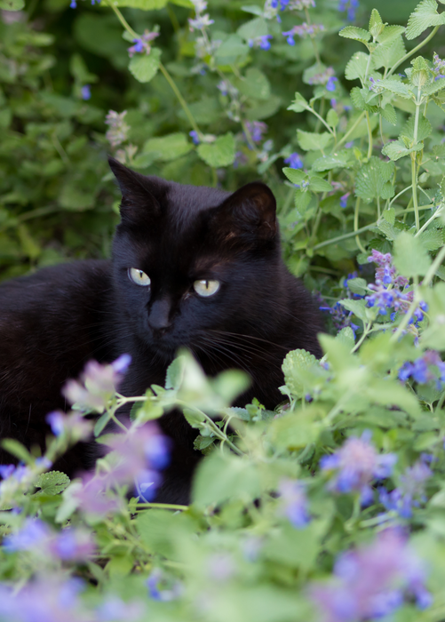 Catnip (Nepeta cataria)