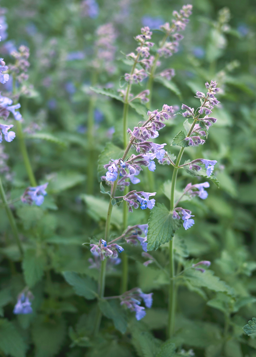 Catnip (Nepeta cataria)