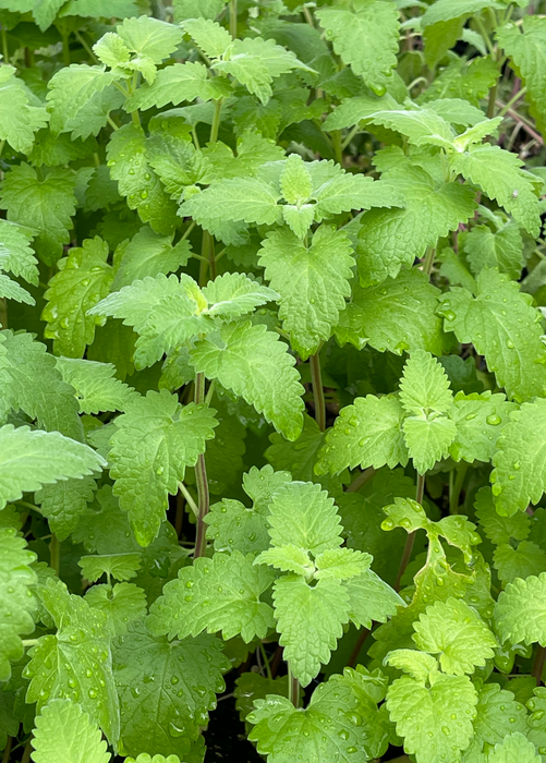 Catnip (Nepeta cataria)