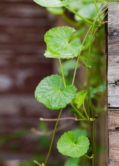Gotu Kola (Centella asiatica)