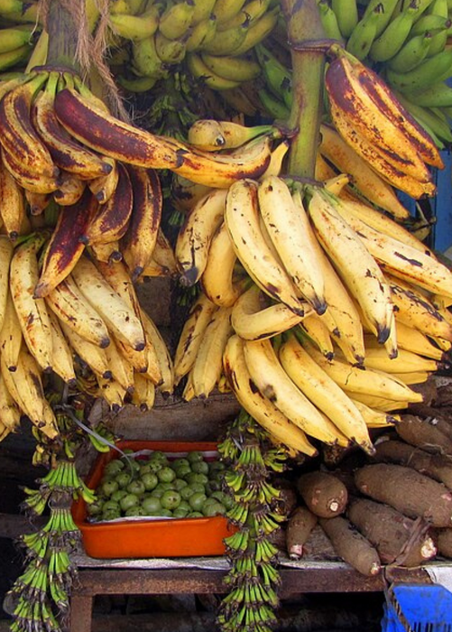 Banana 'Nendran' (Musa)