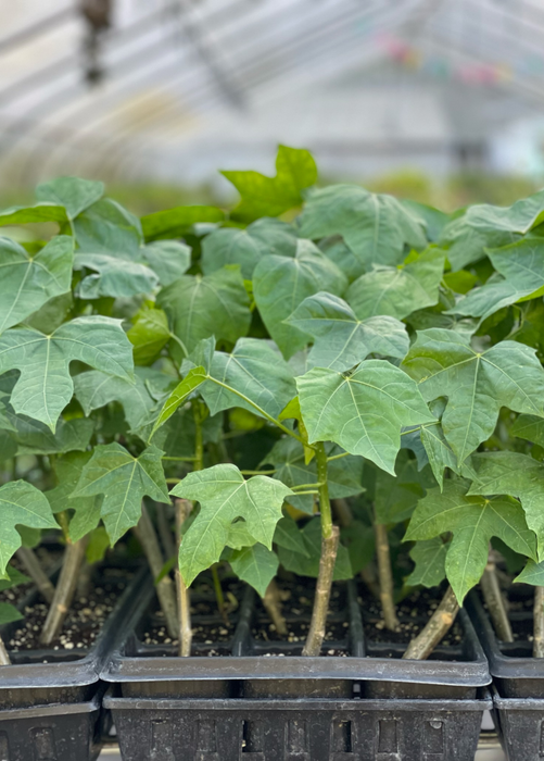 Chaya, Mexican Tree Spinach (Cnidoscolus aconitifolius)