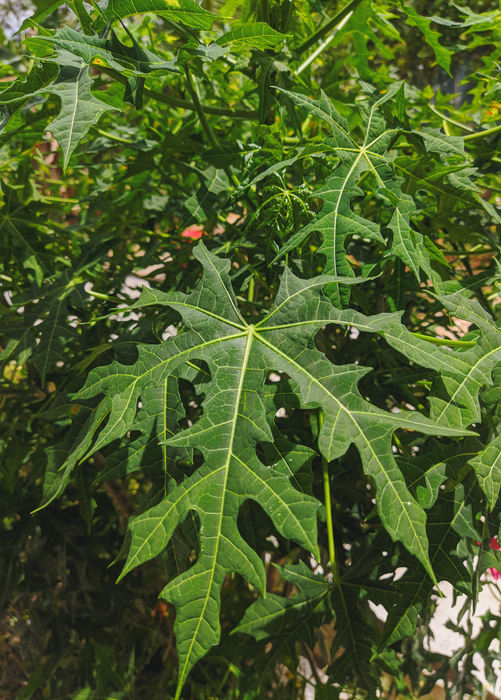 Chaya, Serrated (Cnidoscolus aconitifolius var. serratifolius)