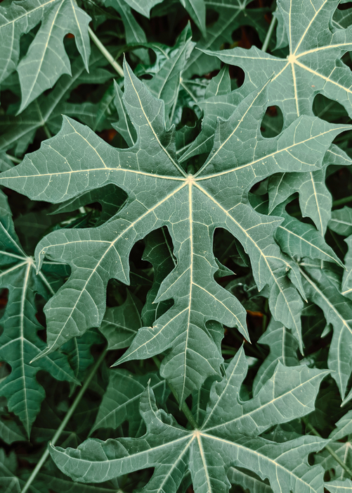 Chaya, Serrated (Cnidoscolus aconitifolius var. serratifolius)