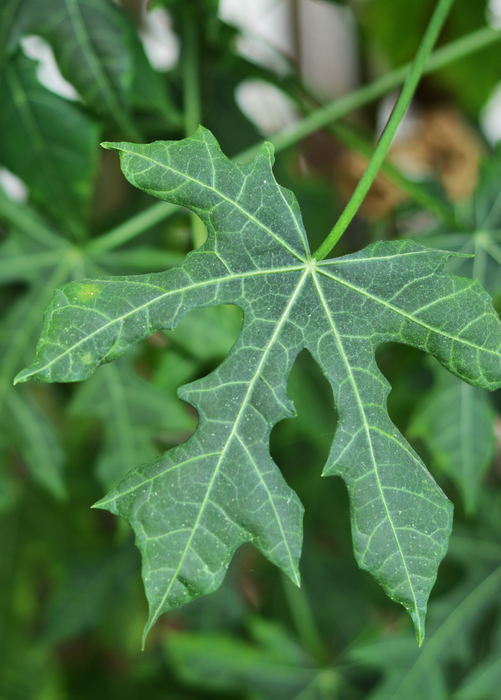 Chaya, Serrated (Cnidoscolus aconitifolius var. serratifolius)