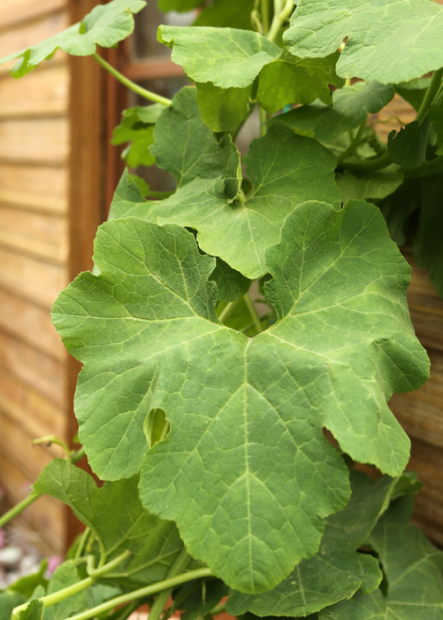 Chilacayote Squash (Cucurbita ficifolia)