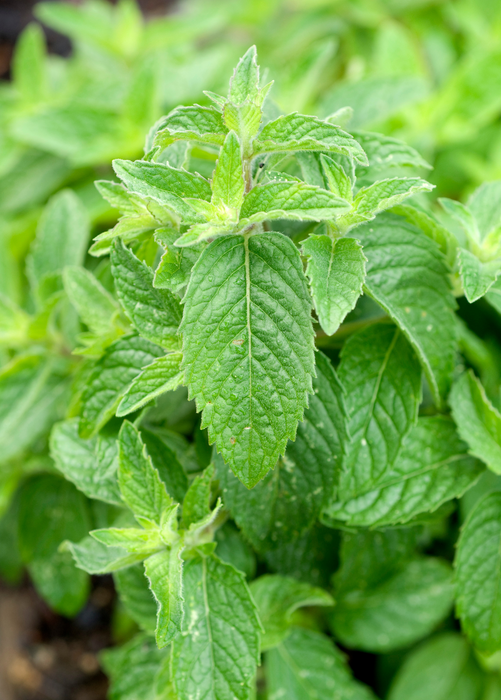 Chinese Mint Bo-He (Mentha haplocalyx)