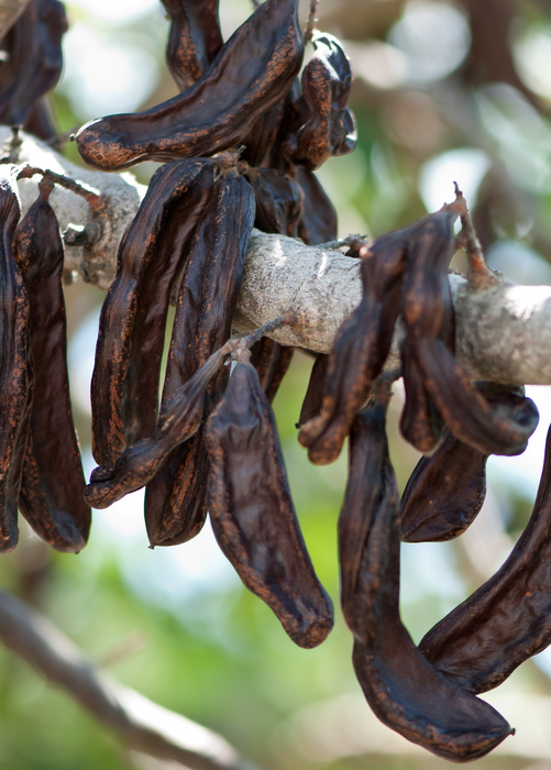 Carob (Ceratonia siliqua)