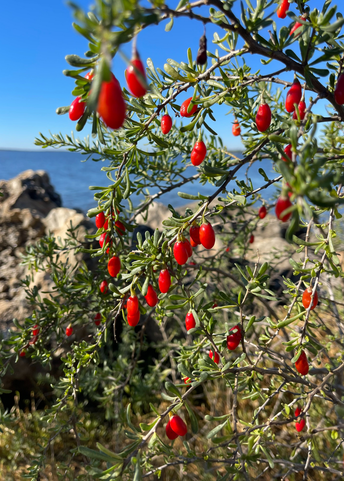 Christmasberry (Lycium carolinianum) — Specialty Food Source