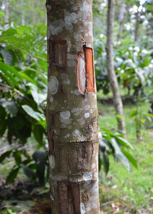 Cinnamon (Cinnamomum verum)