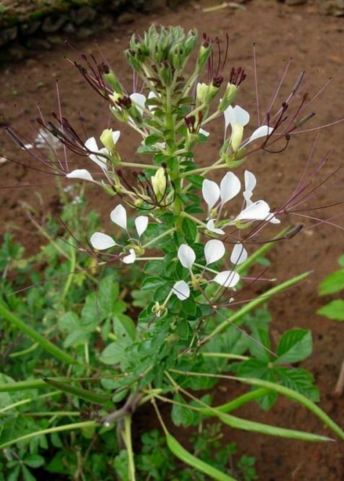 Shona Cabbage (Cleome gynandra)