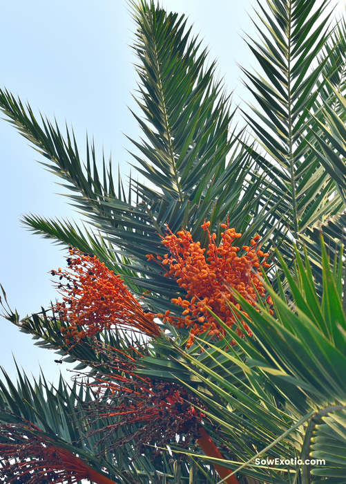 Cliff Date Seedling (Phoenix reclinata)