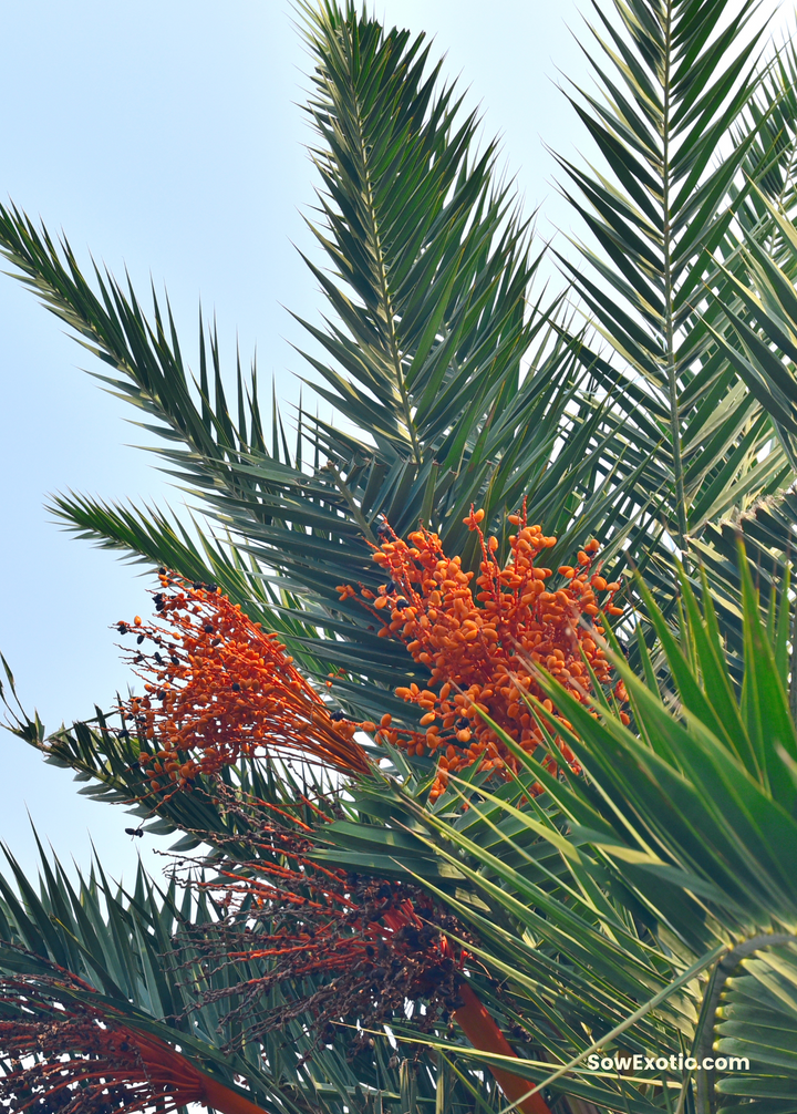 red leaf palm like plant Cliff Date Seedling (Phoenix reclinata) — Specialty Food Source
