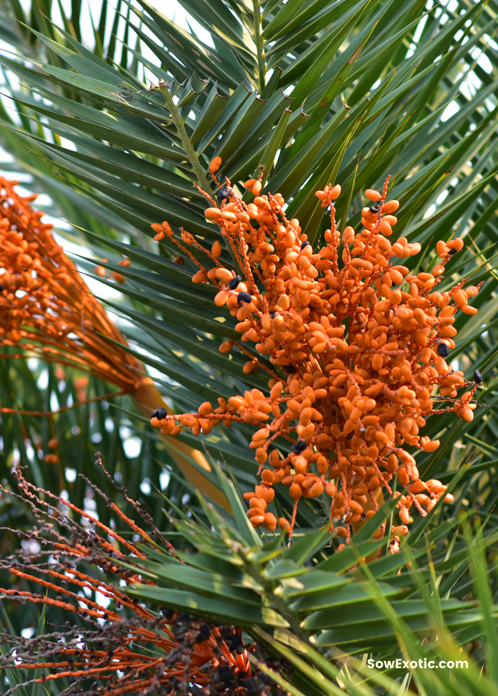 palm tree plant food Cliff Date Seedling (Phoenix reclinata) — Specialty Food Source