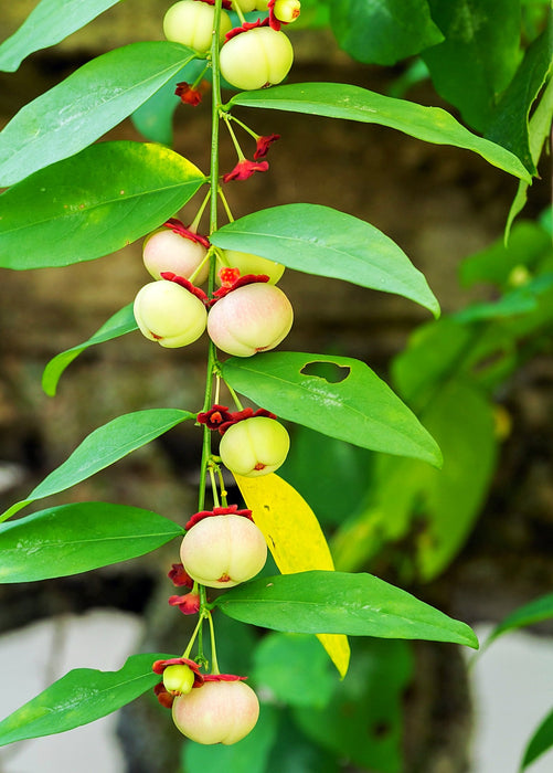 Katuk (Sauropus androgynus)