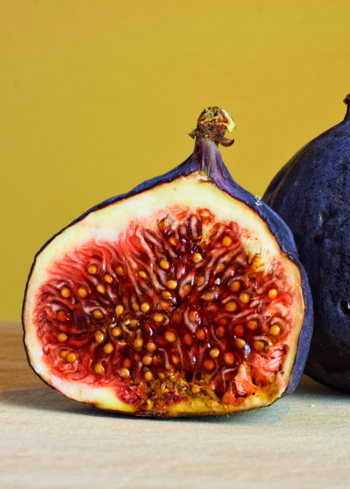 Fig 'Chicago Hardy' (Ficus carica)